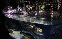 Siam Ocean World Bangkok_3283.JPG